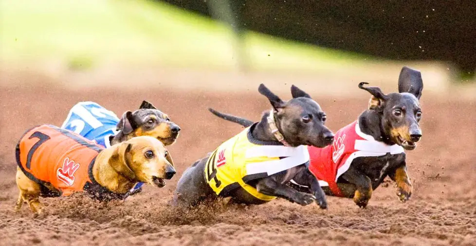 Events This Week in Irvine, CA (Nov 11 - 17)