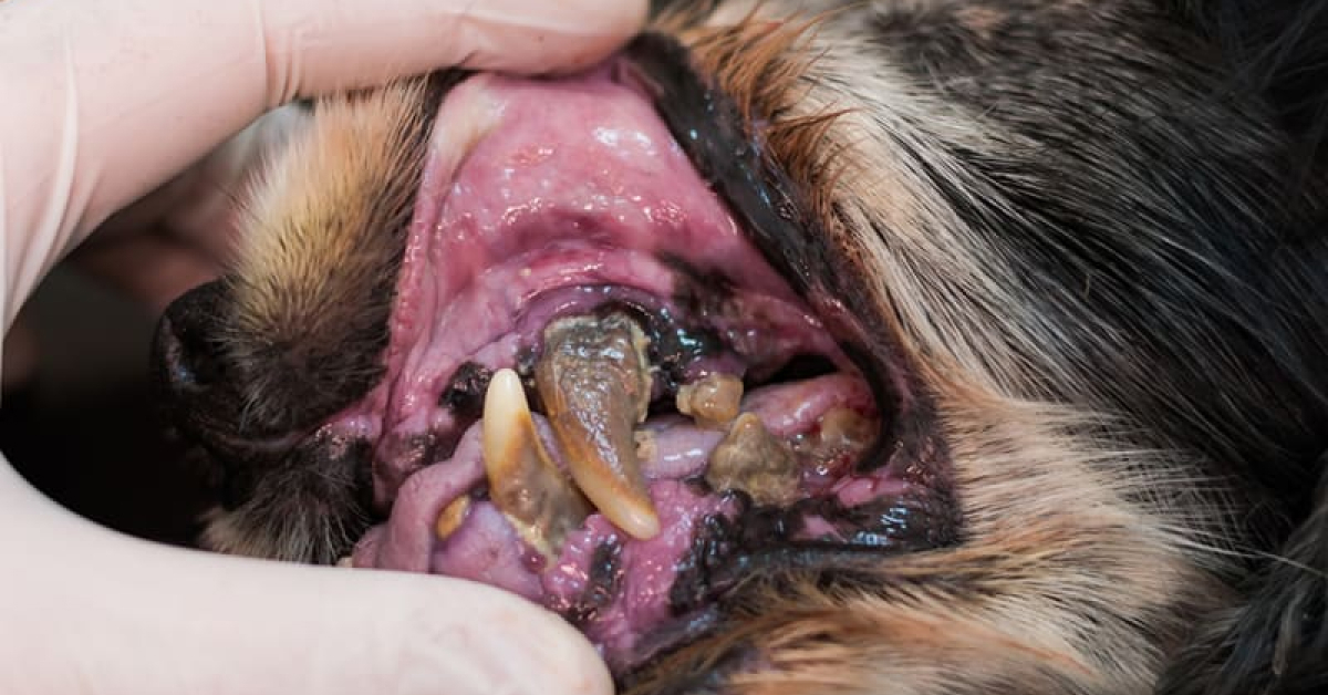 Your Dog’s Mouth Can Become an Infection Factory