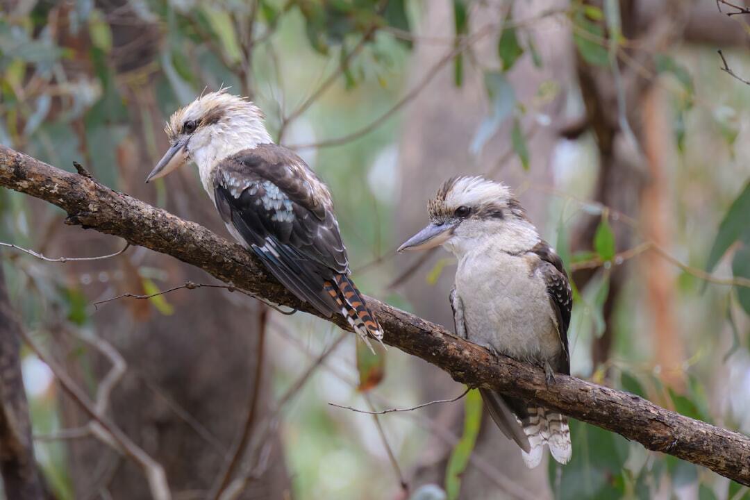 Scientists estimate that ~1 in 20 birds defy the sex binary
