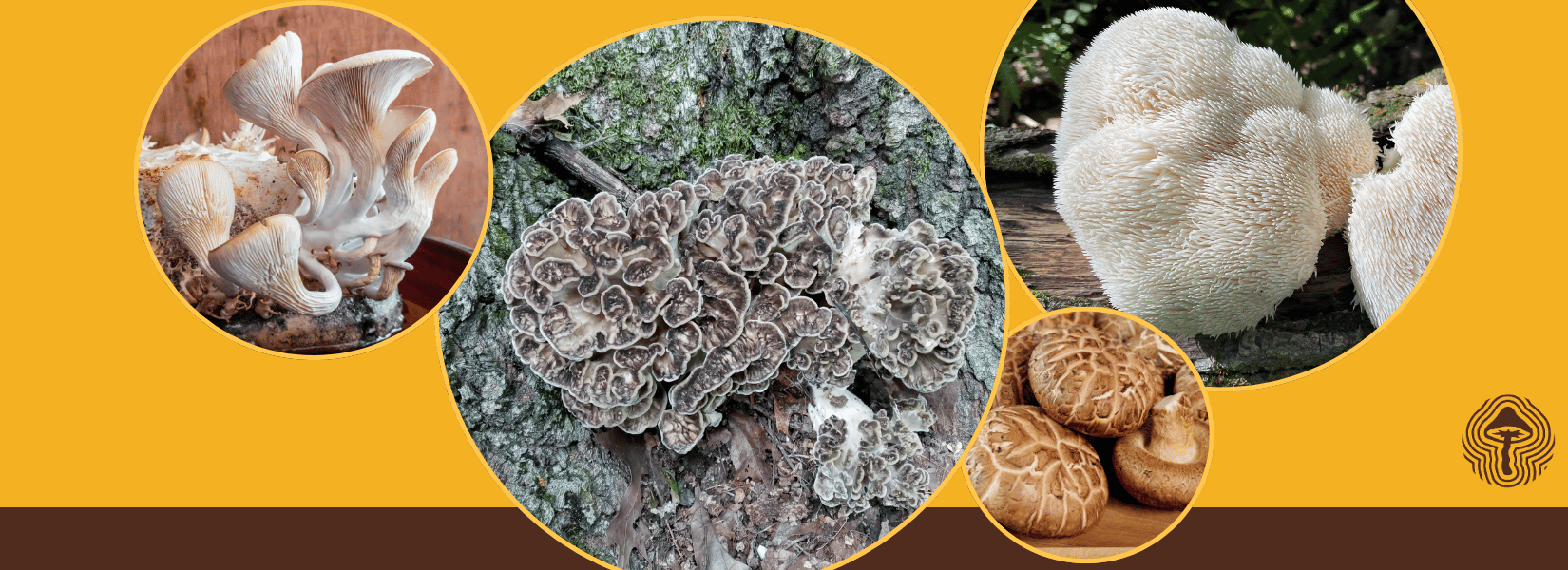 Shroom Scan #115: Maitake boosts memory 18 weeks in 