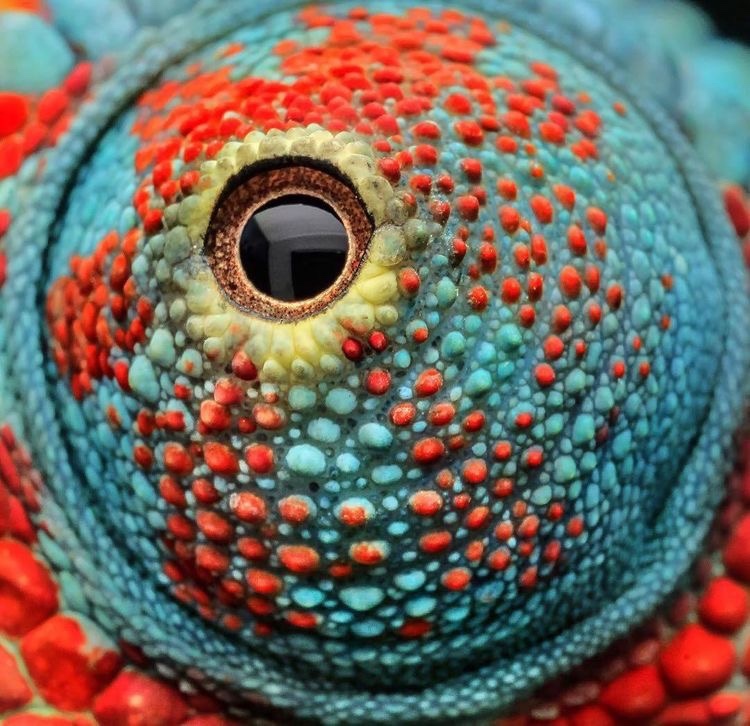 Chameleons Are Otherworldly