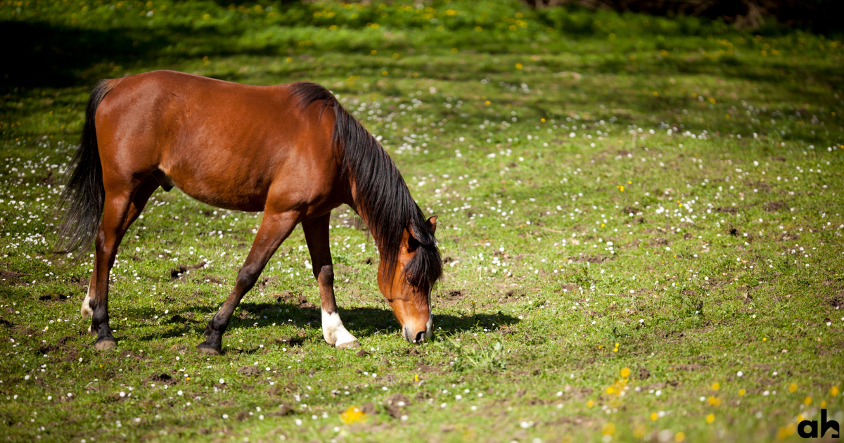 Understanding Basic Horse Terminology: What is a Gelding?