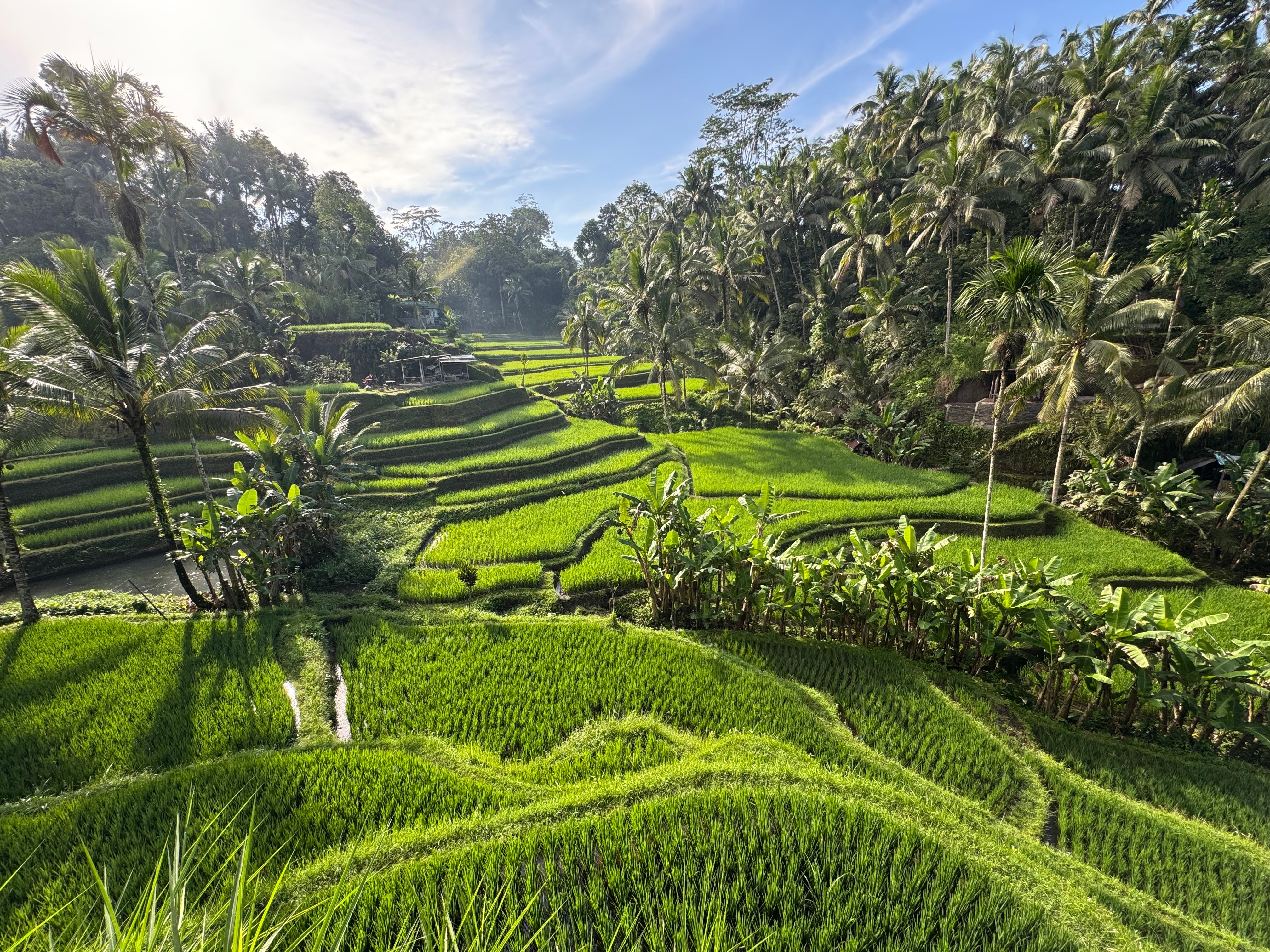 ✈️ One Year Ago I Quit My Job and Flew to Bali