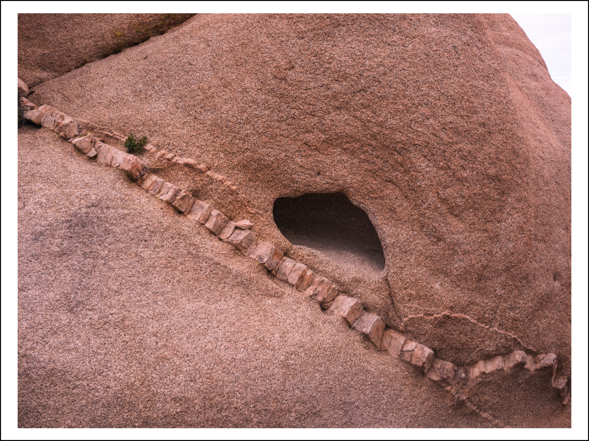 Joshua Tree Abstract