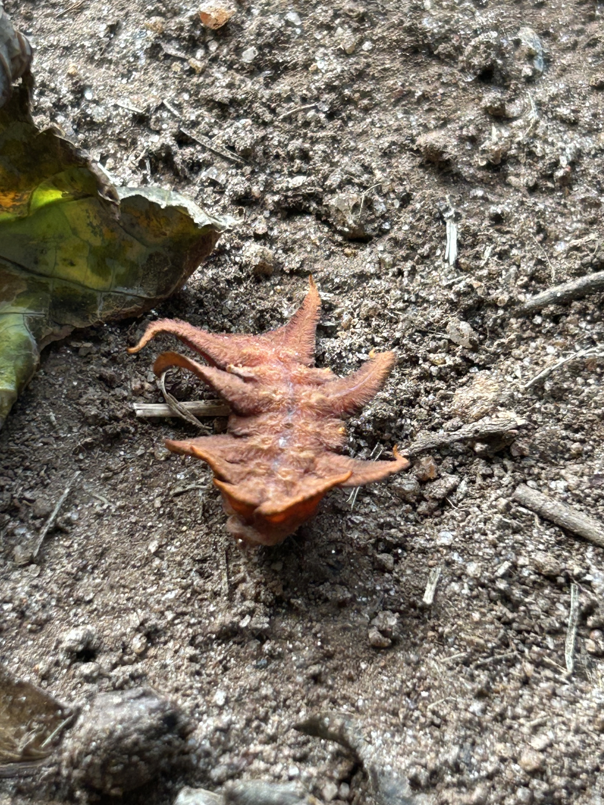 The Gulo in Nature Newsletter