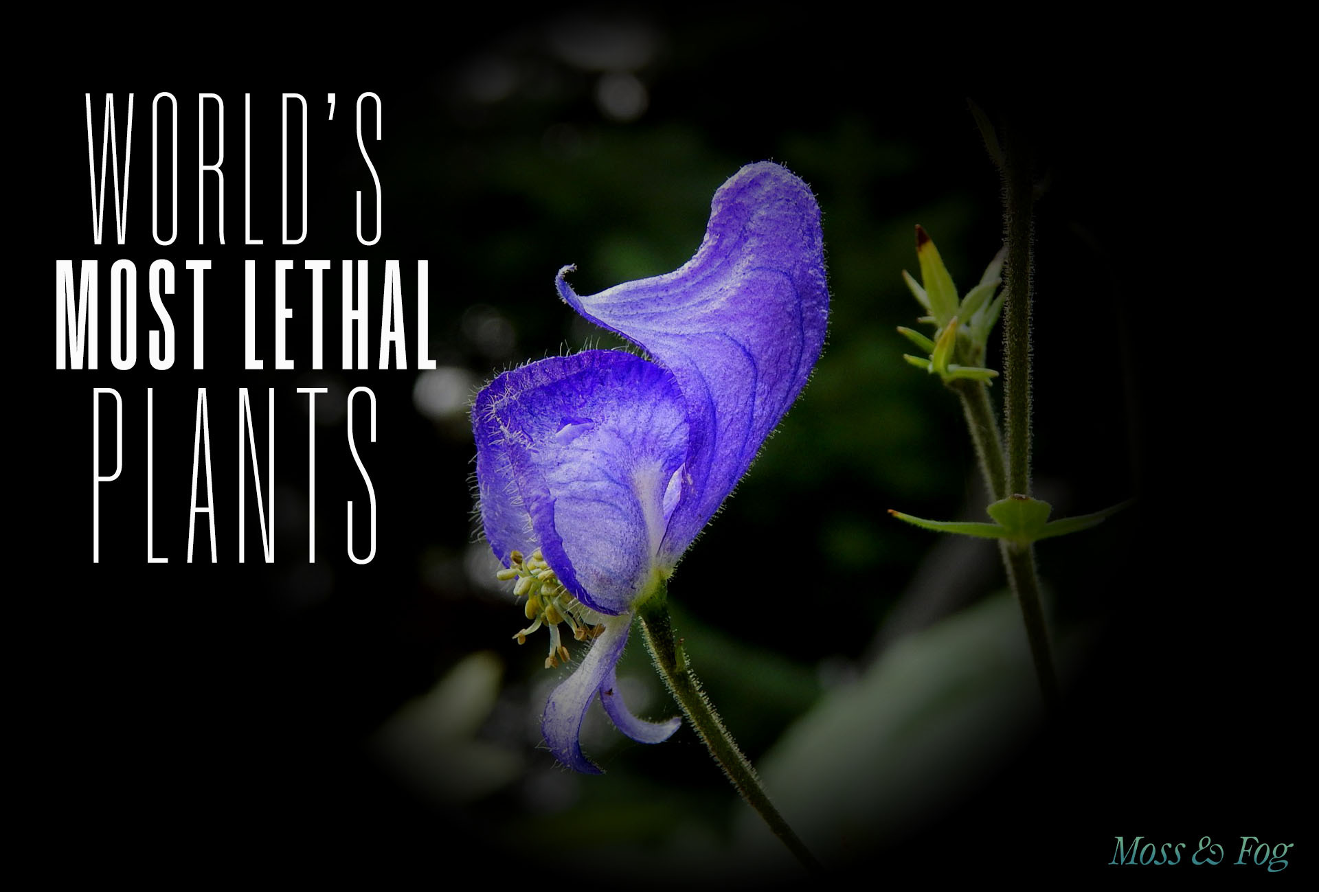 A Naturalist’s Guide to the World’s Most Lethal Plants ☠️ 🌱