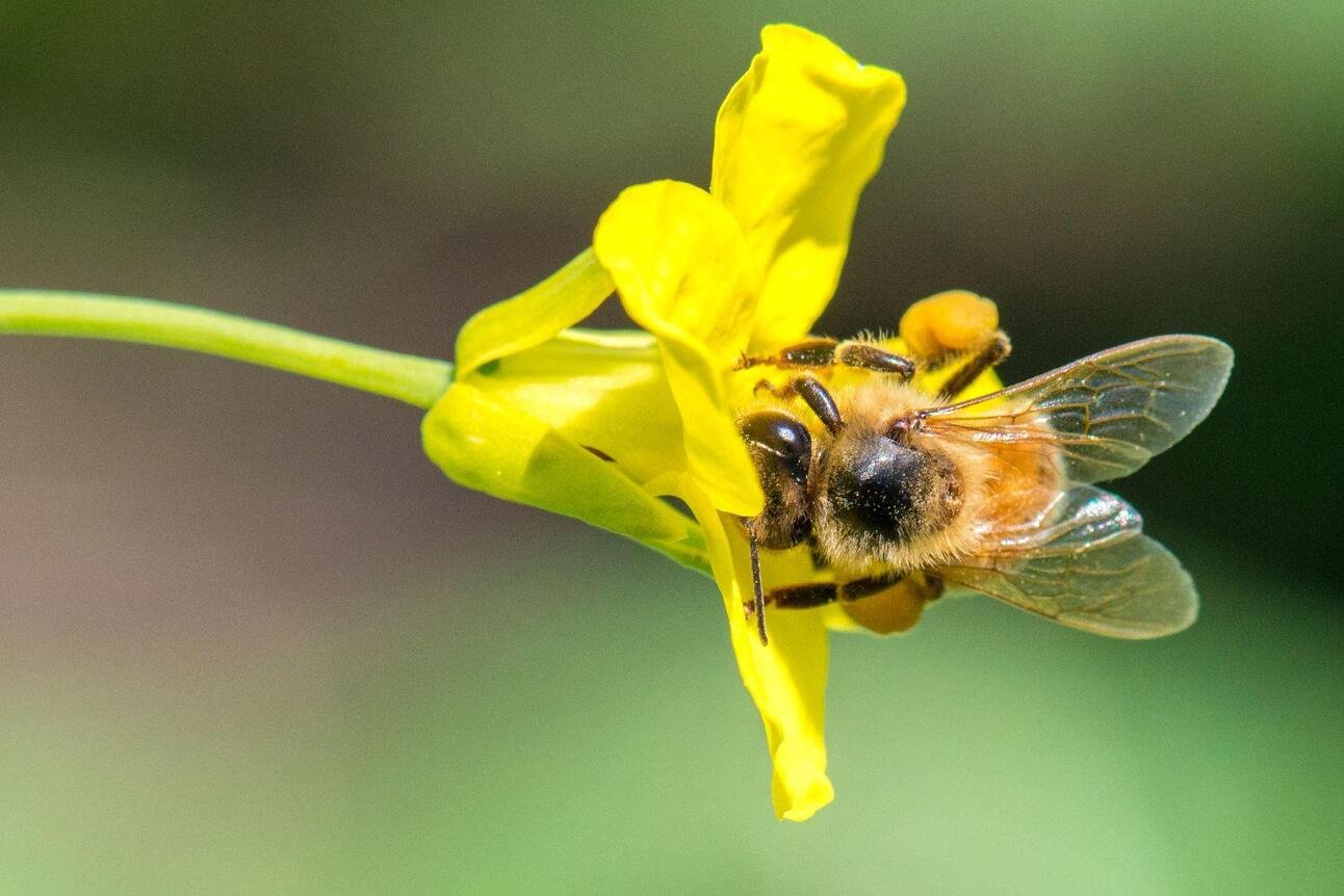 ‘When bees die, we have nothing.’ How a new AgriRecovery program is helping Alberta beekeepers get back on track