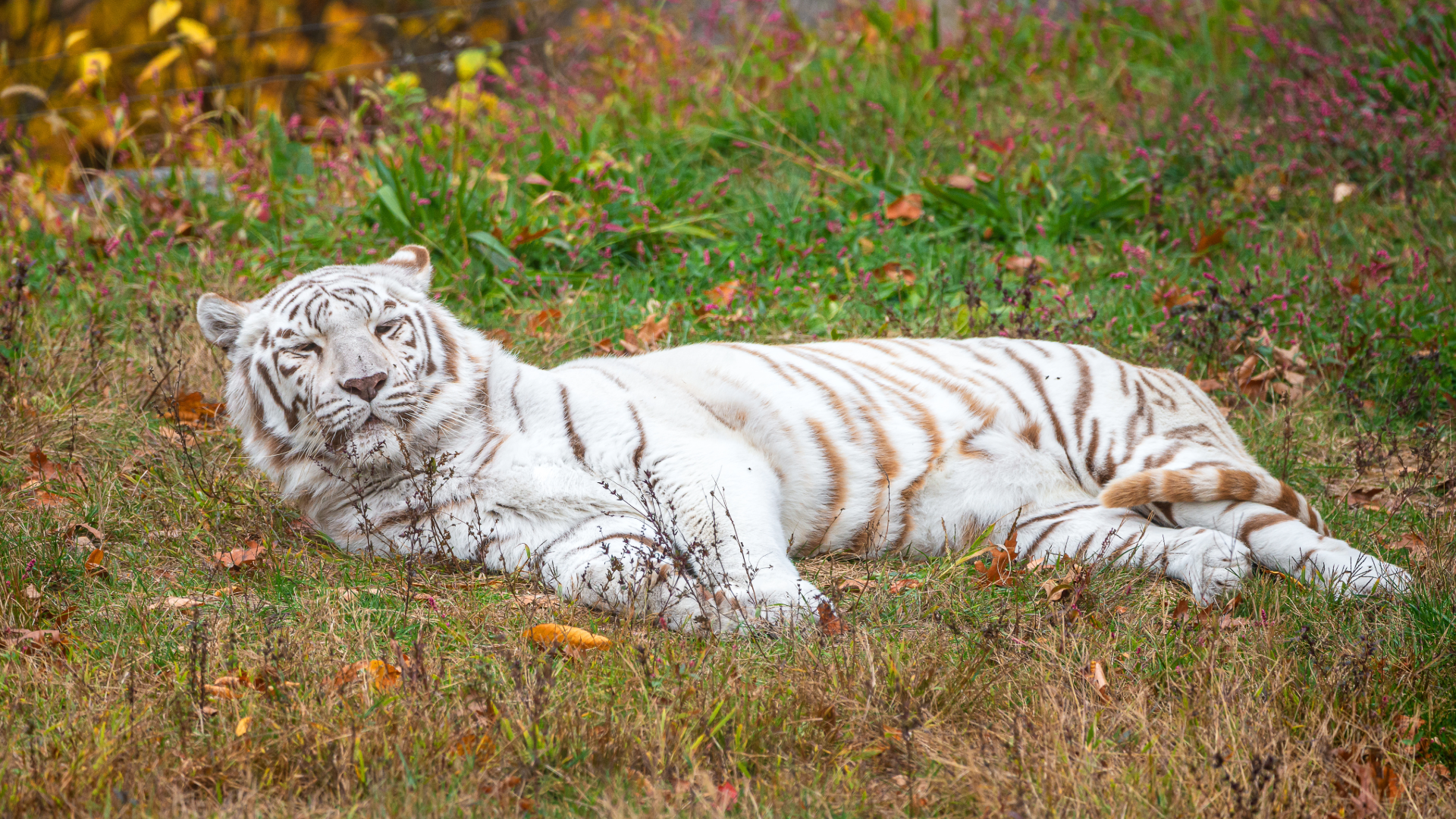 White, Orange... and Why Not Green Tigers?