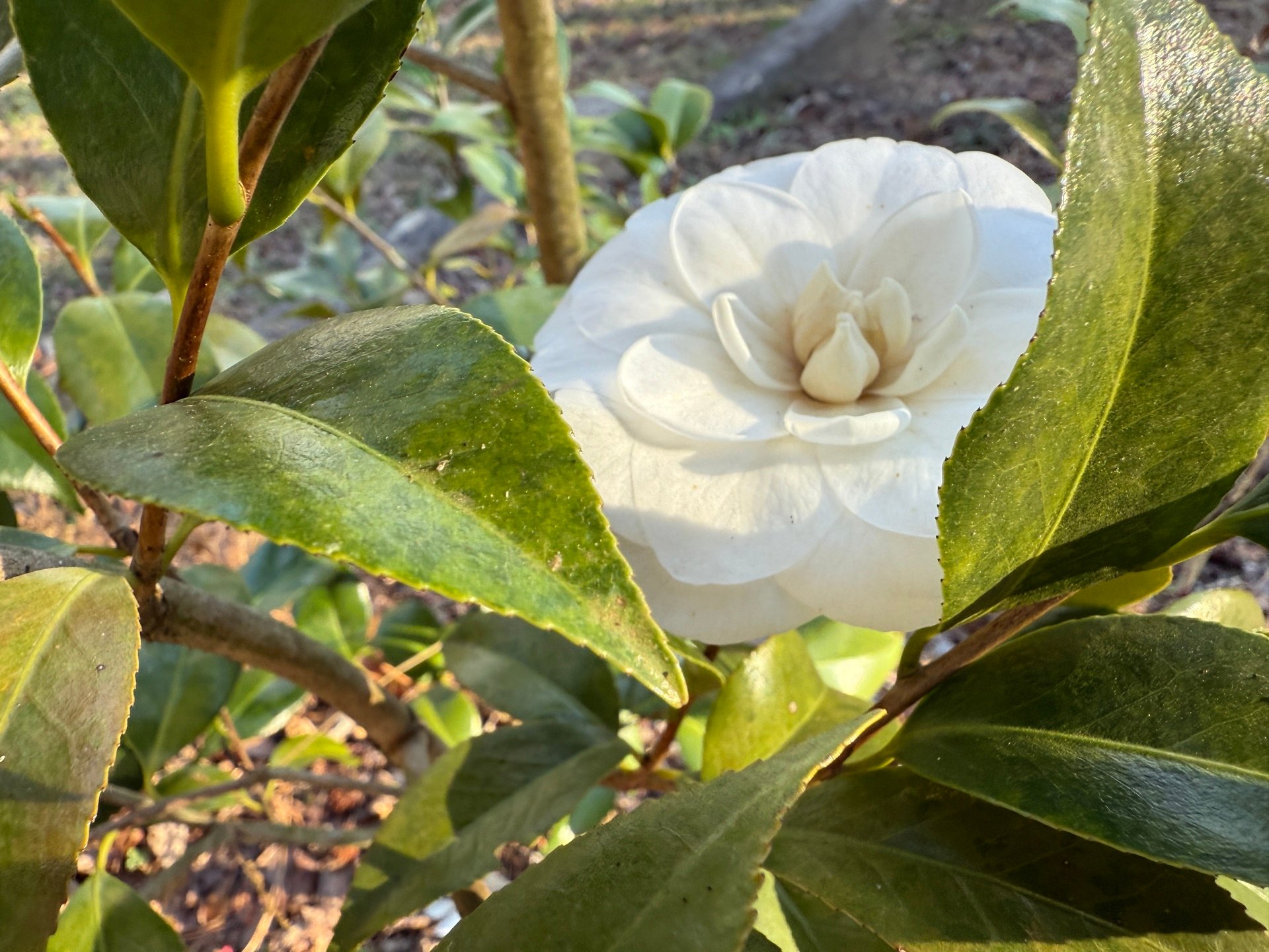 ✈️ Opening Season