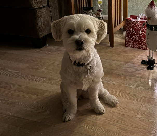 🐶❤️🐶 Guide to pet safe candles 🐶❤️🐶  