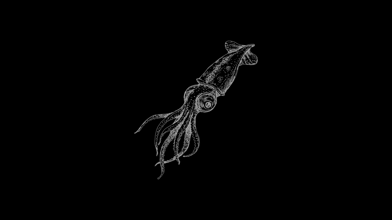 blood sucking vampire squids 