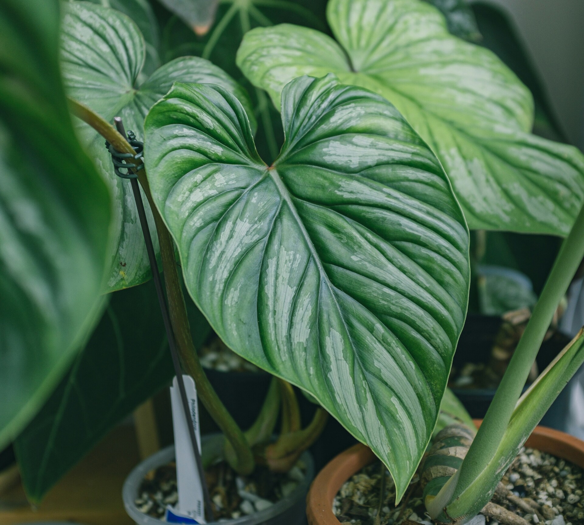 Seasonal Houseplant Care Checklist for Spring 🌿