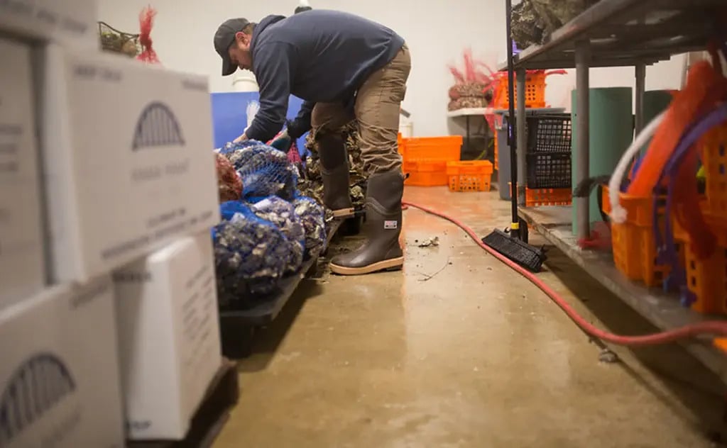 Oyster season is upon us