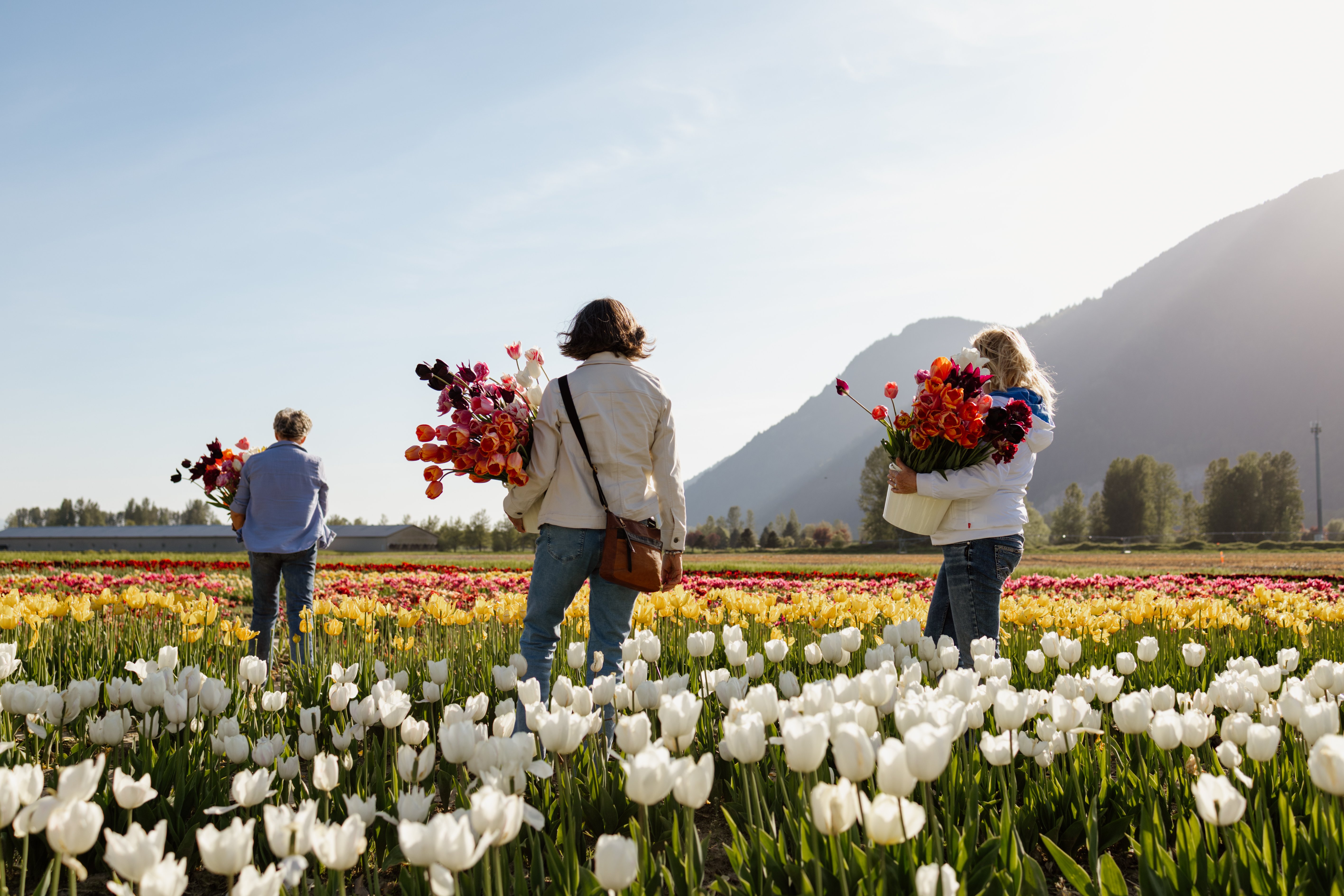 Friday - Mar 27 - Tulip festivals