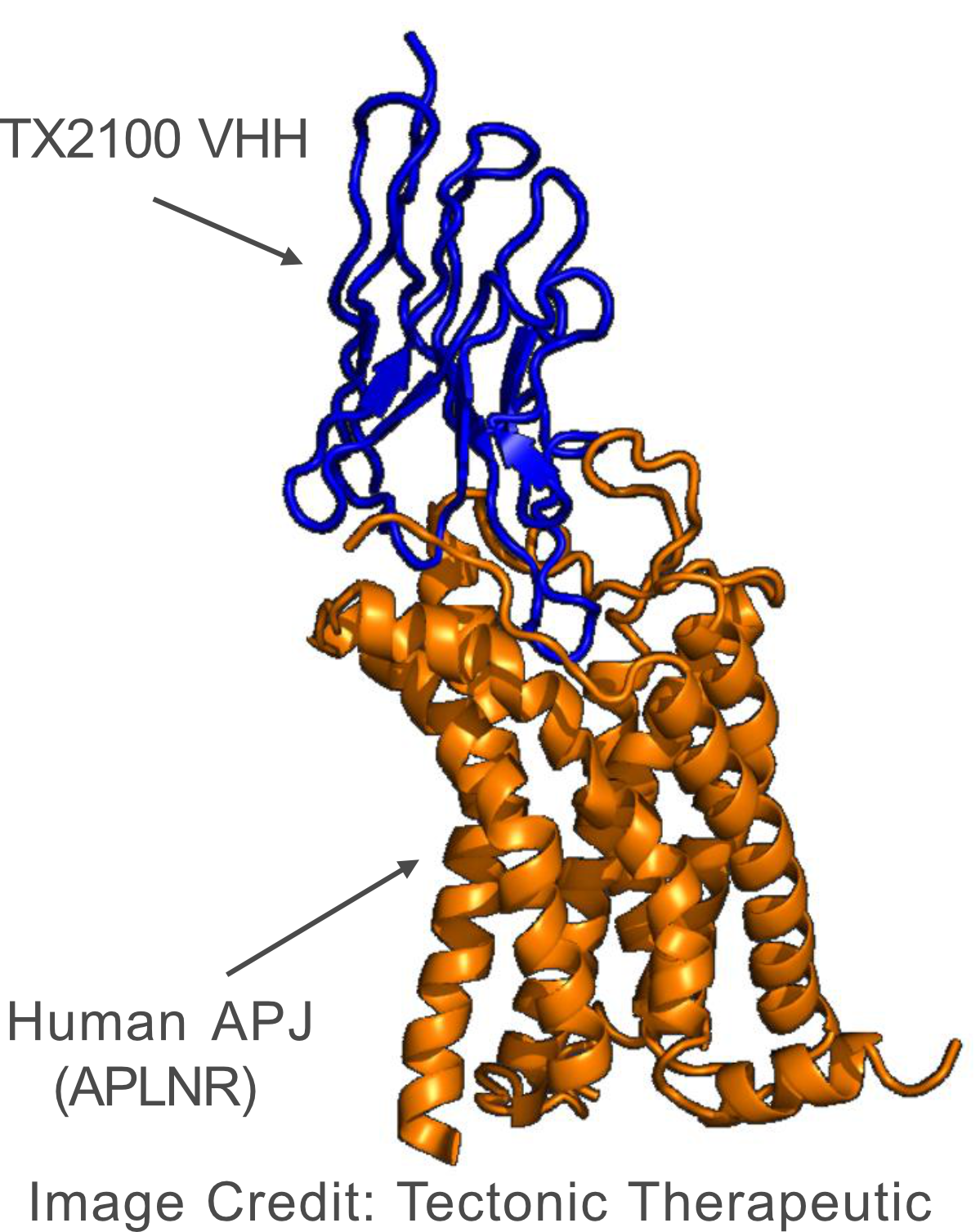Watertown's Emerging Rare Blood Disorder Therapy Cluster, Warning Signs For Werewolf, and Fallout for Disc Medicines-Watertown Bio News RoundUp 