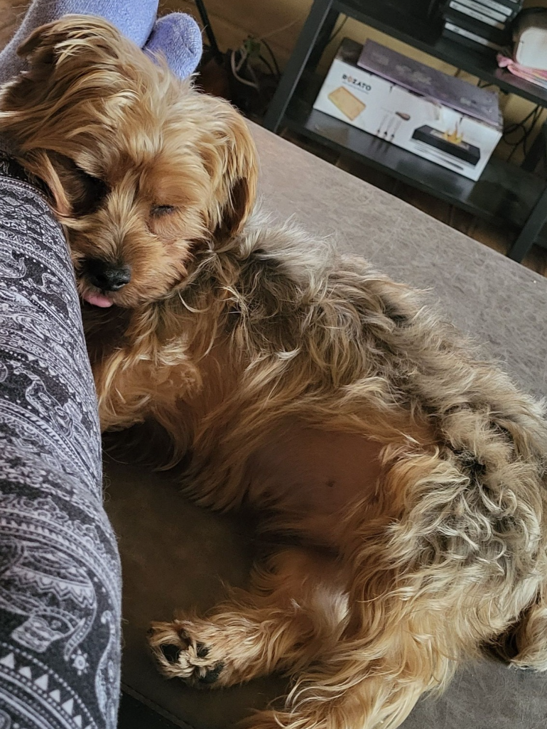 🐶❤️🐶 Why do dogs bark at their water?  🐶❤️🐶