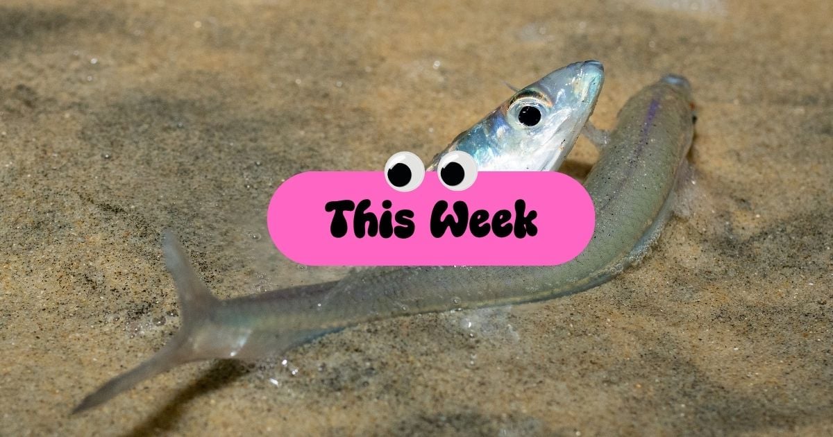 Venice Rising Weekly: March 30–April 5