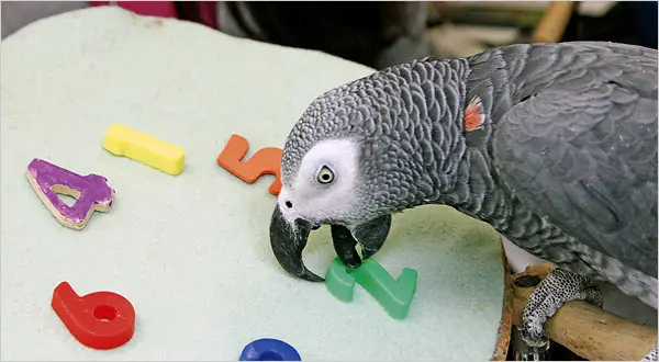 grey parrot (Psittacus erithacus)