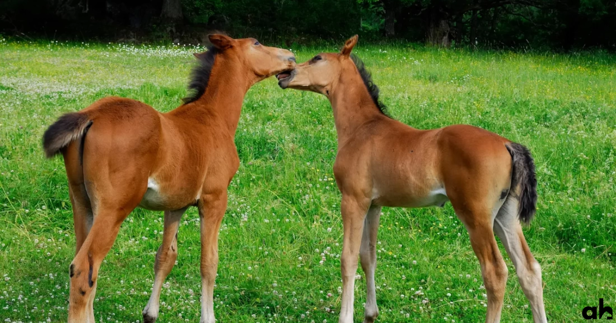 What Is A Baby Horse Called? Facts About Foals