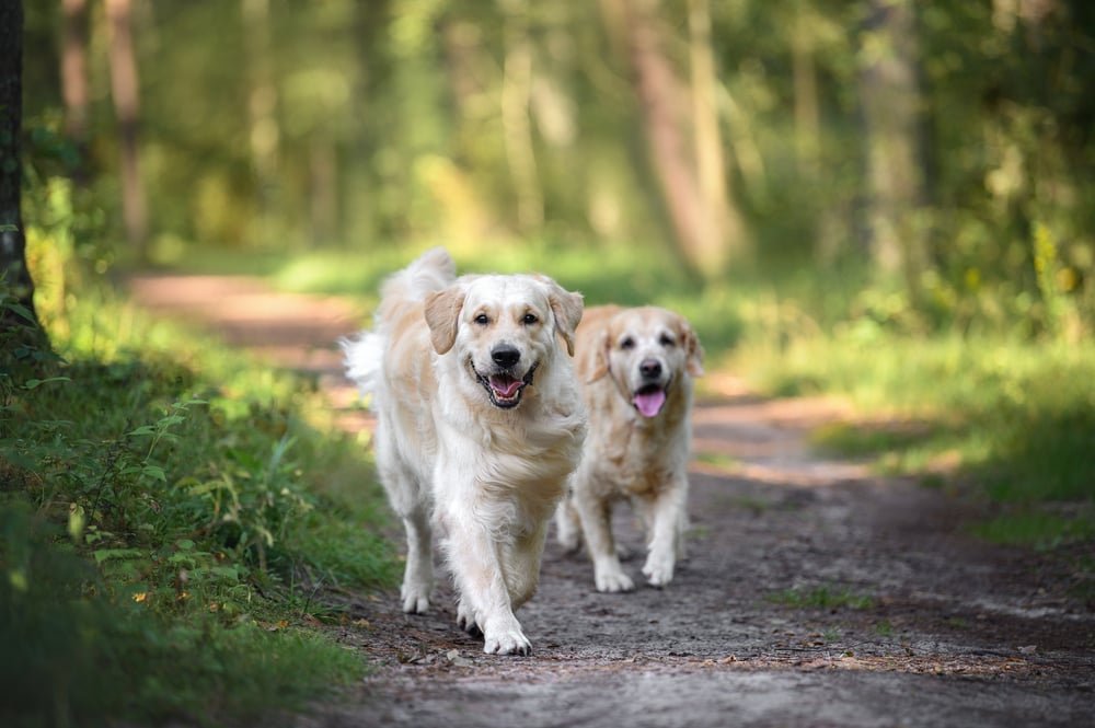 The Ultimate Guide to Exercise for Dogs