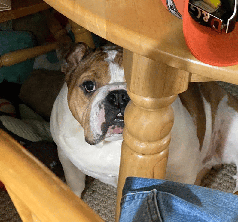 🐶❤️🐶 Why do dogs chew on laundry? 🐶❤️🐶 