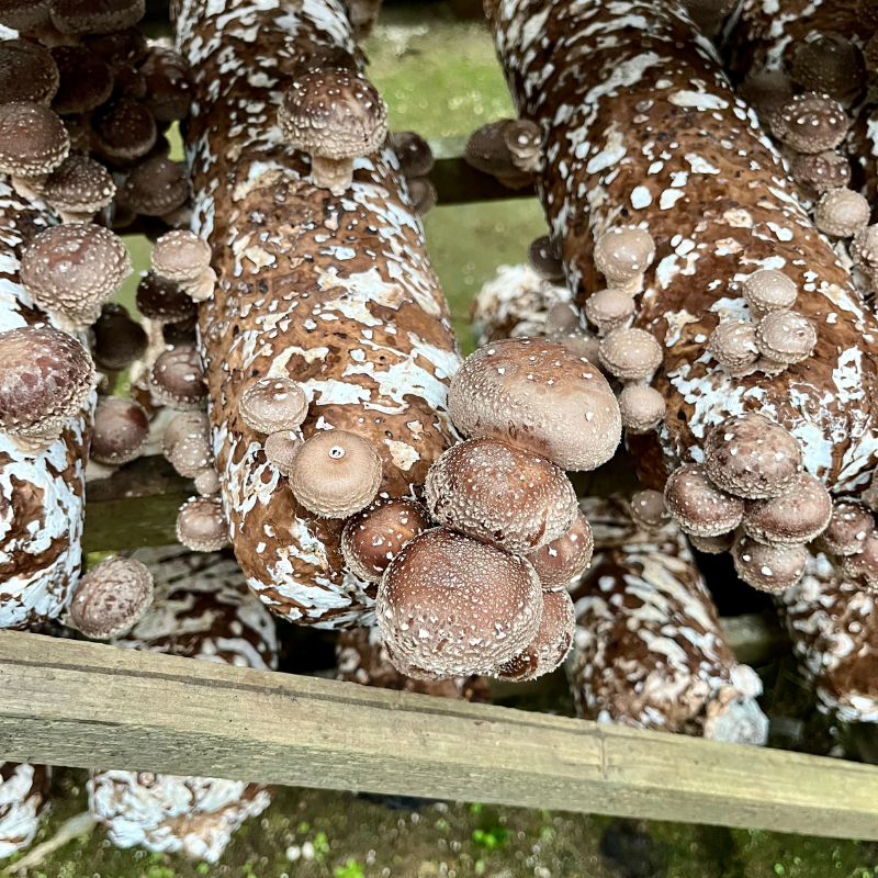 Shiitake mushrooms can reduce the effects of aging in new study