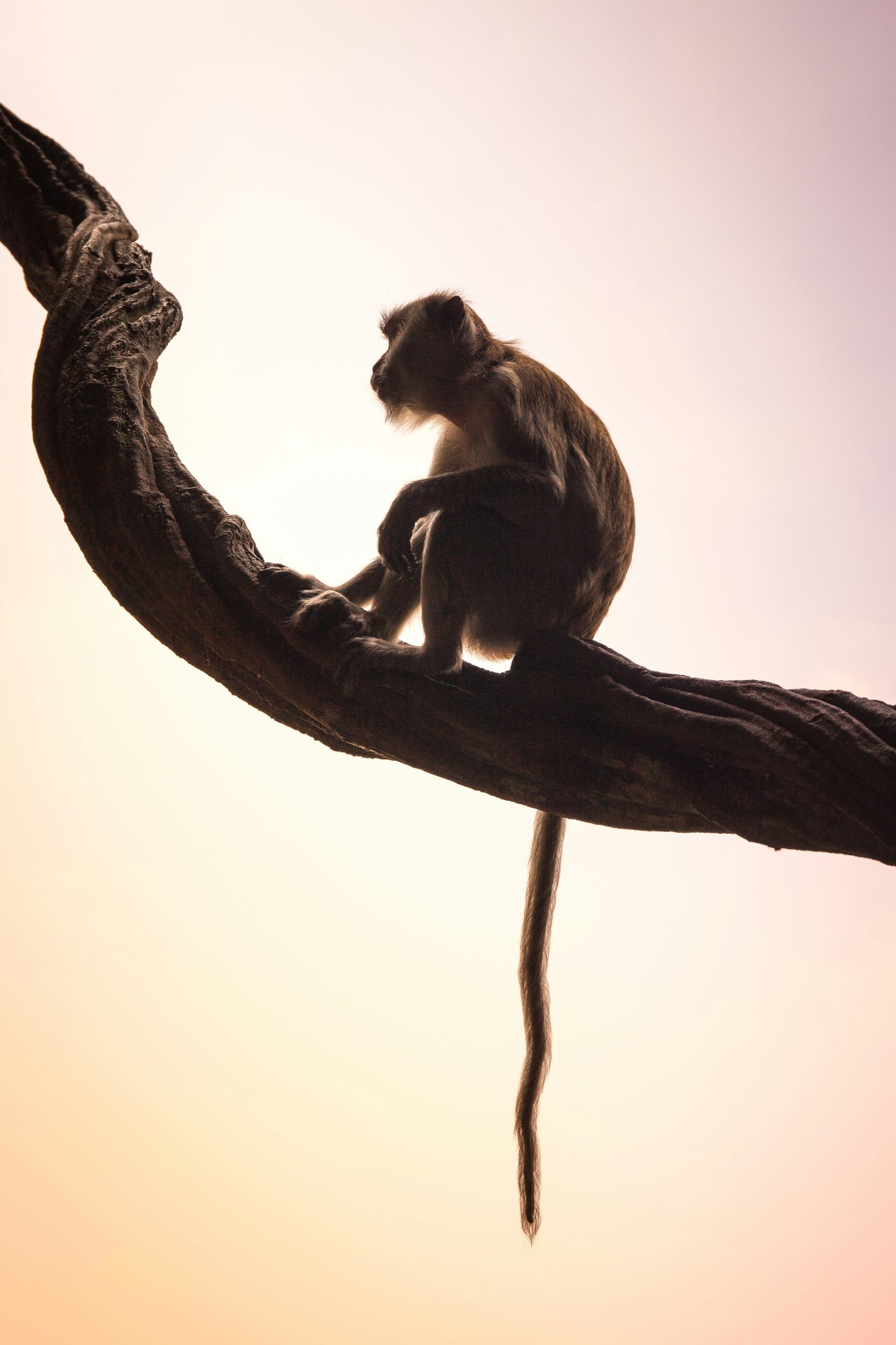 The Monkey Trap