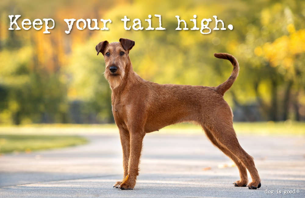 Keep Your Tail High. 