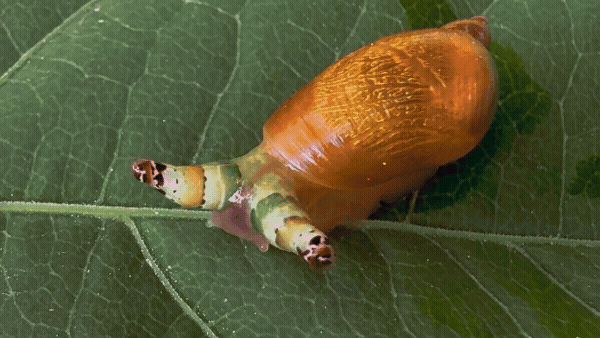Flâneur of the Supermarket