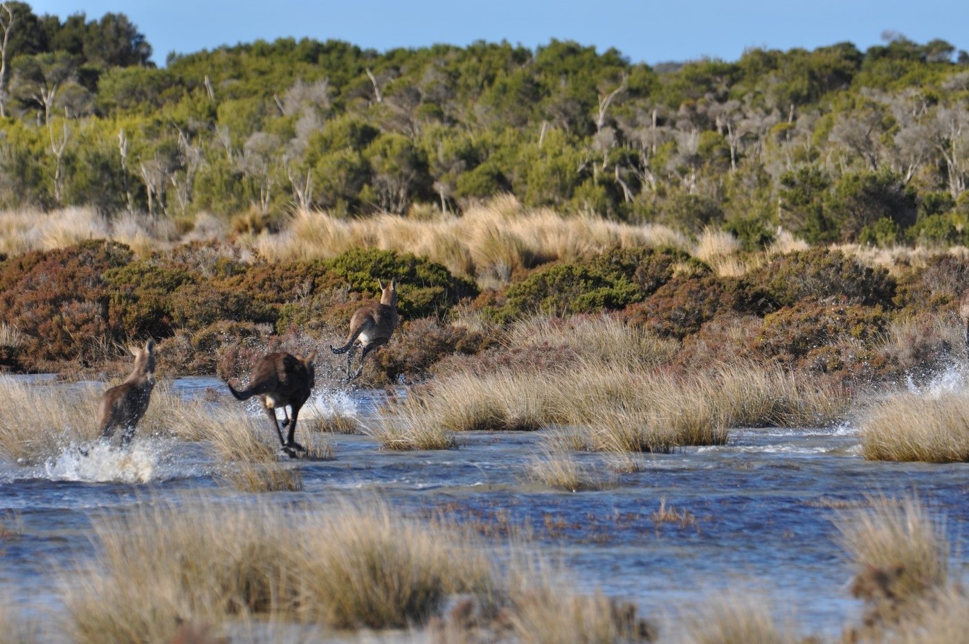 “This is a critical habitat, it's got to be protected”: Victorian environmental group buys second island 