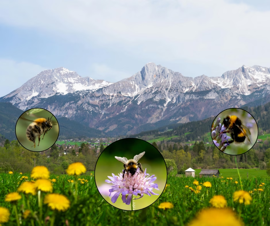 The Gulo in Nature Newsletter