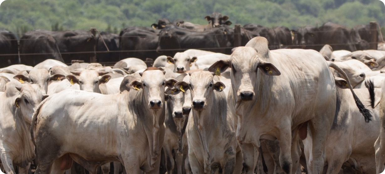 Venda de sêmen cresce 11,7% para 8,3 milhões de doses; line-up aponta 8,105 mi t de fertilizantes; hortaliças movem R$ 7,1 bi; soja projeta 4,395 mi t em novembro