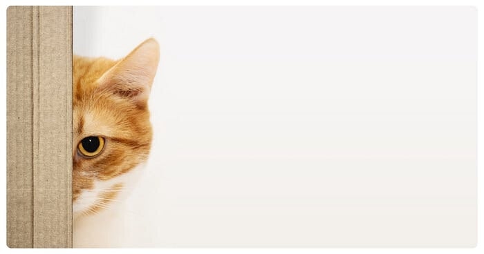 O Gato de Schrödinger