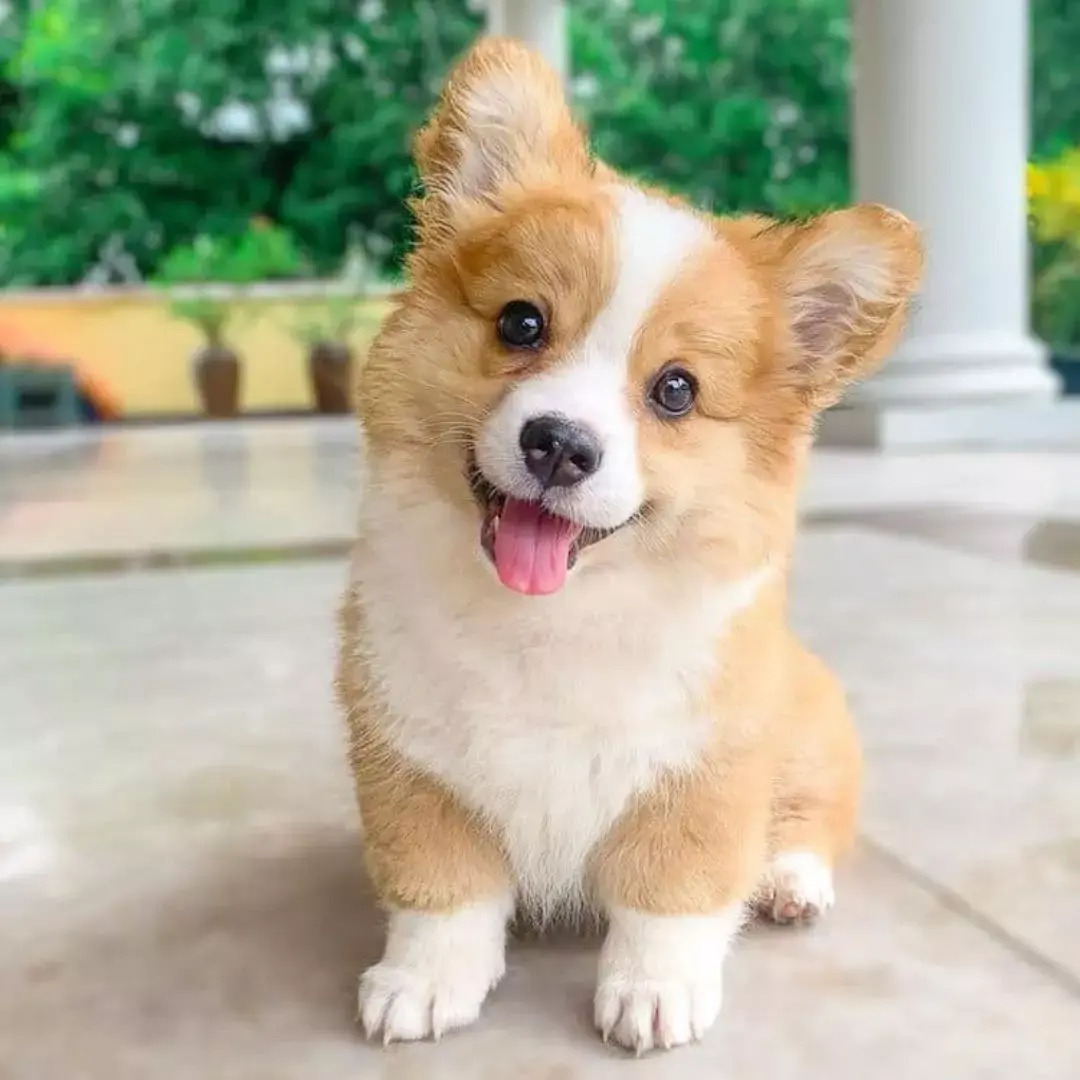 Why Your Dog Tilts Its Head at You