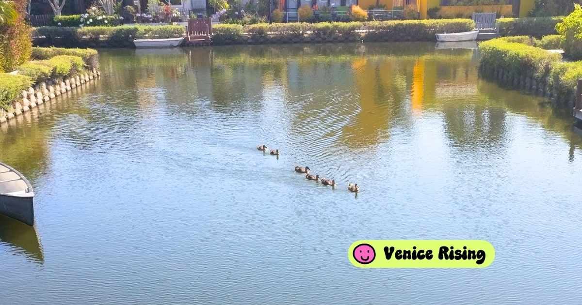 Venice Canals: who’s dealing with the trash?