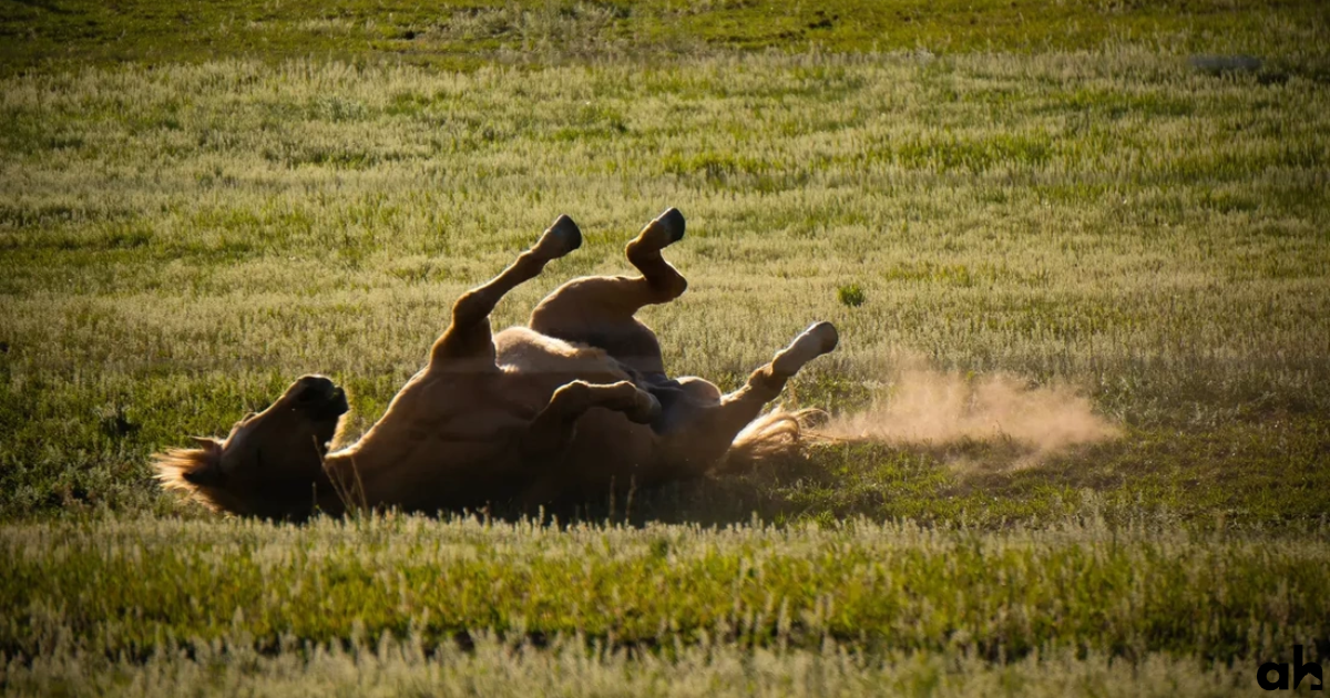 Why Do Horses Roll? The Different Reasons Explained...