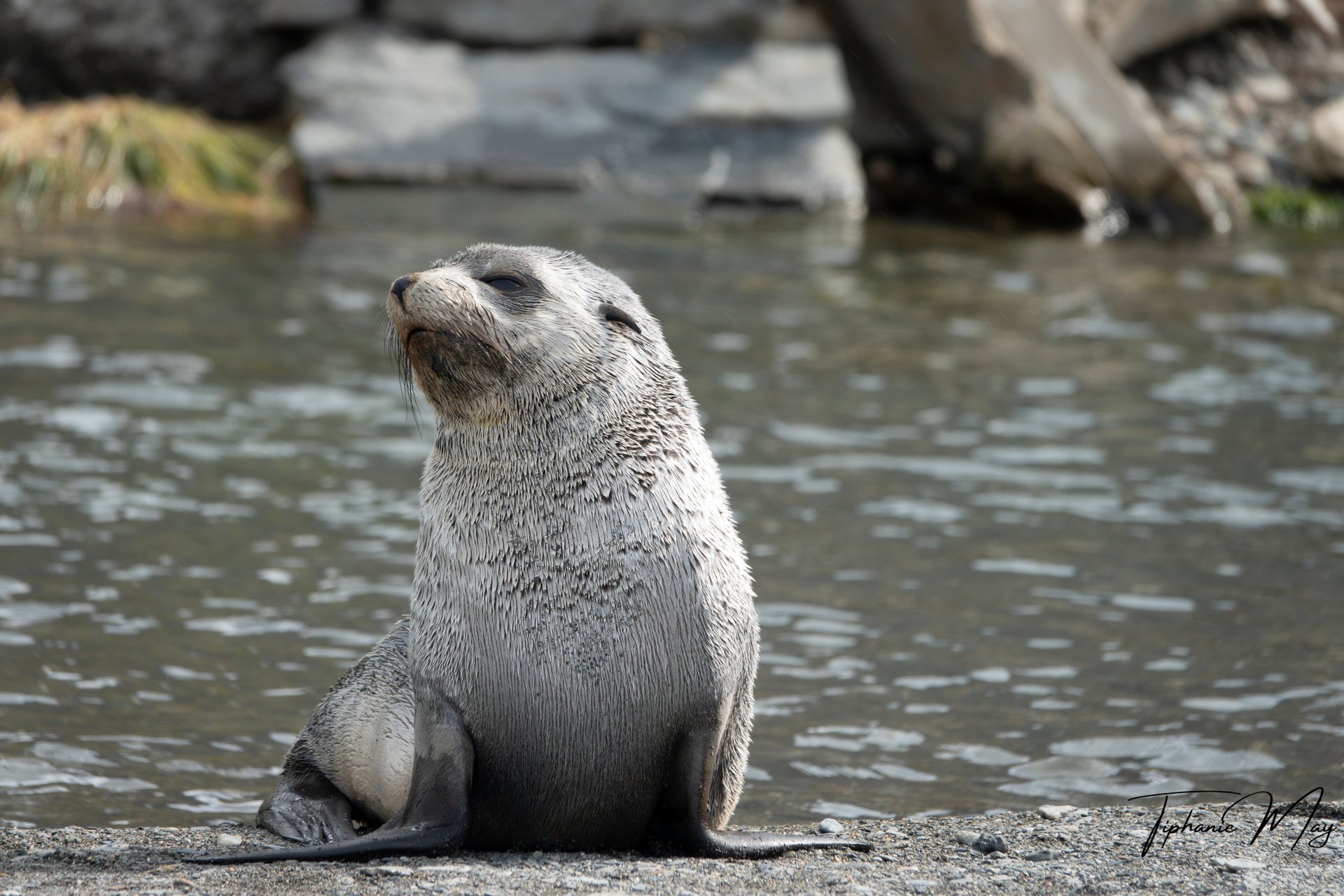 Microbes to Marine Mammals
