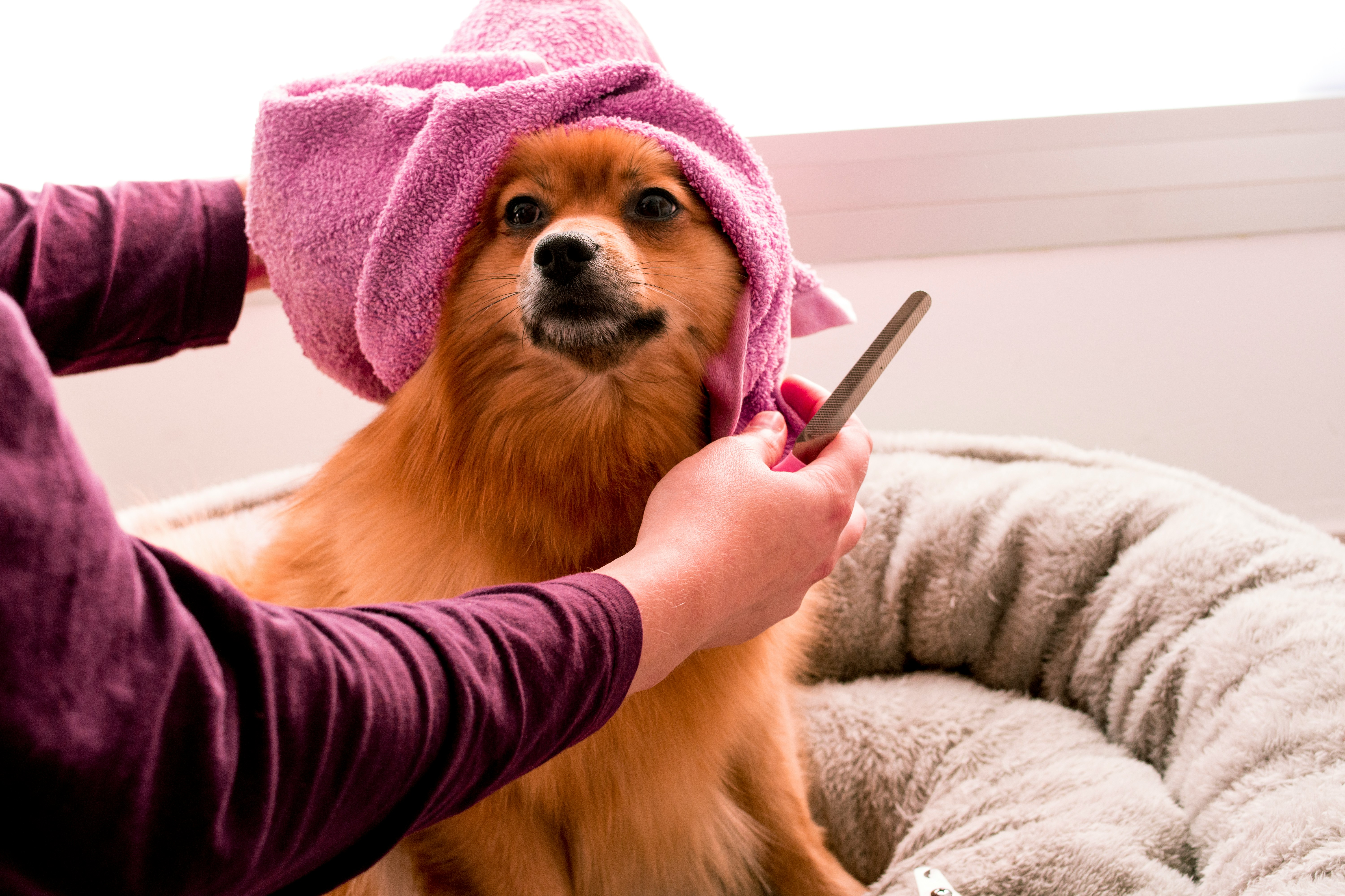 Why Mobile Pet Grooming is the Future