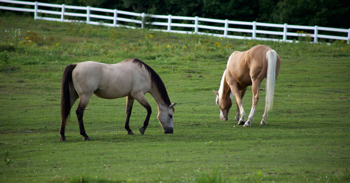 Horse Body Condition Score: A Beginner's Guide to the Henneke Scale