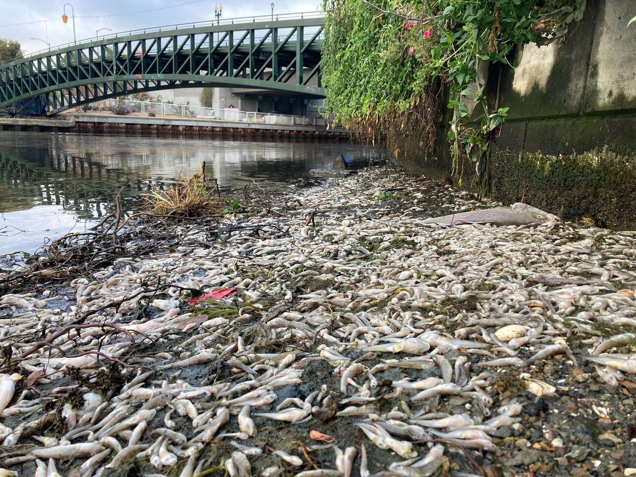 Toxic Algae Makes Huge Schools of Fish Go Belly up