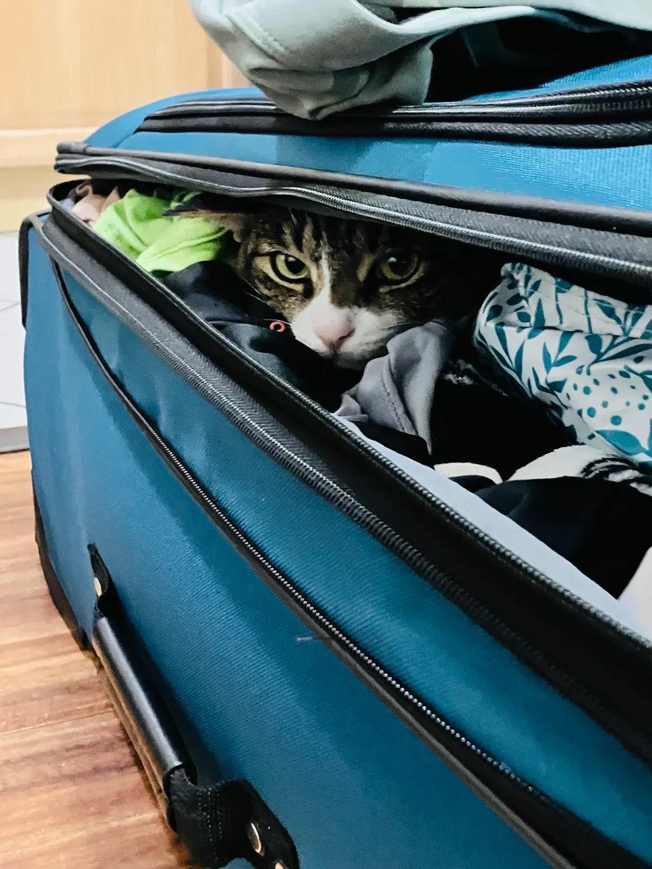 Flying with Cats from Hawaii to Israel 