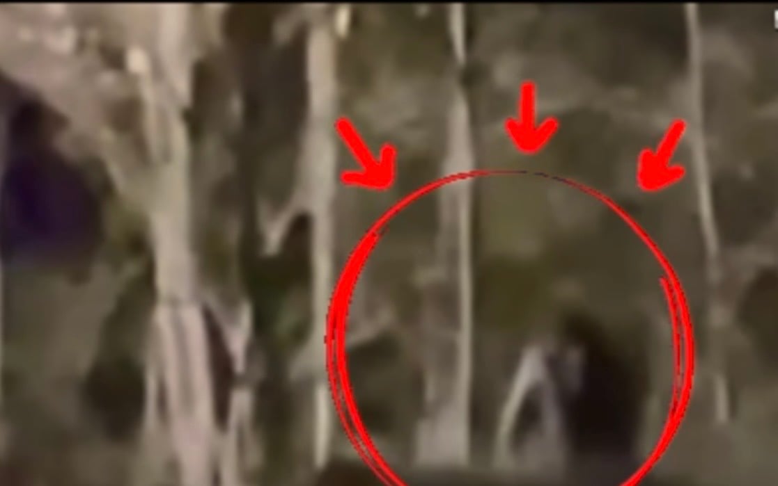 Kentucky Bigfoot Caught on Tape? Why This Mountain Footage Has Me Sweating
