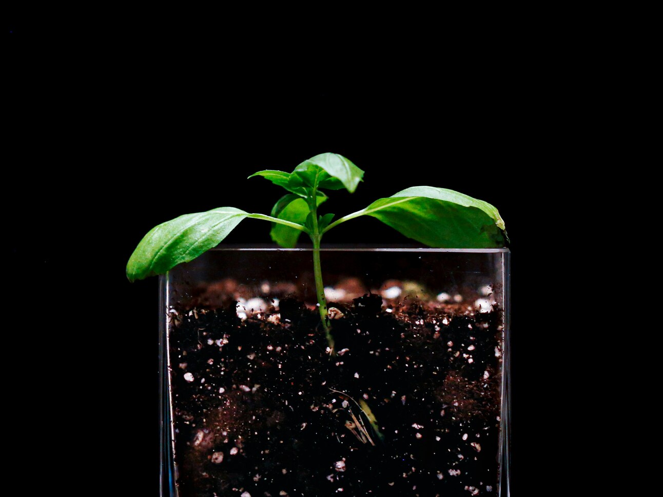 Why Health is Rooted in Soil