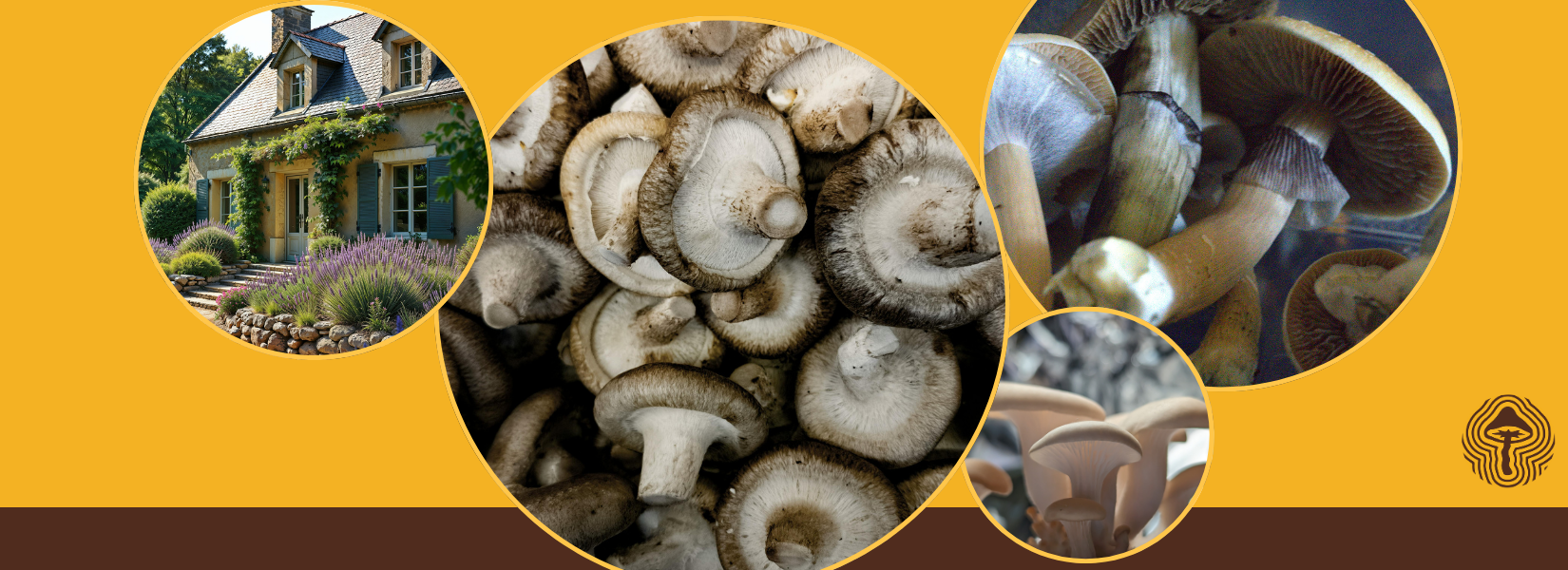 New Seizure Research, Reishi Vaccine Boosts, and Fungi Fuel