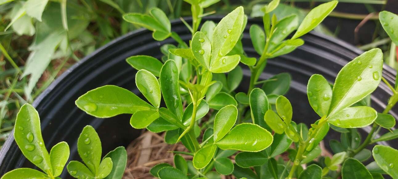 Home-Scale Agrobiology