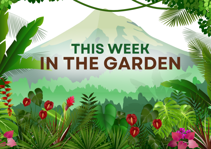 Coming up In The Garden
