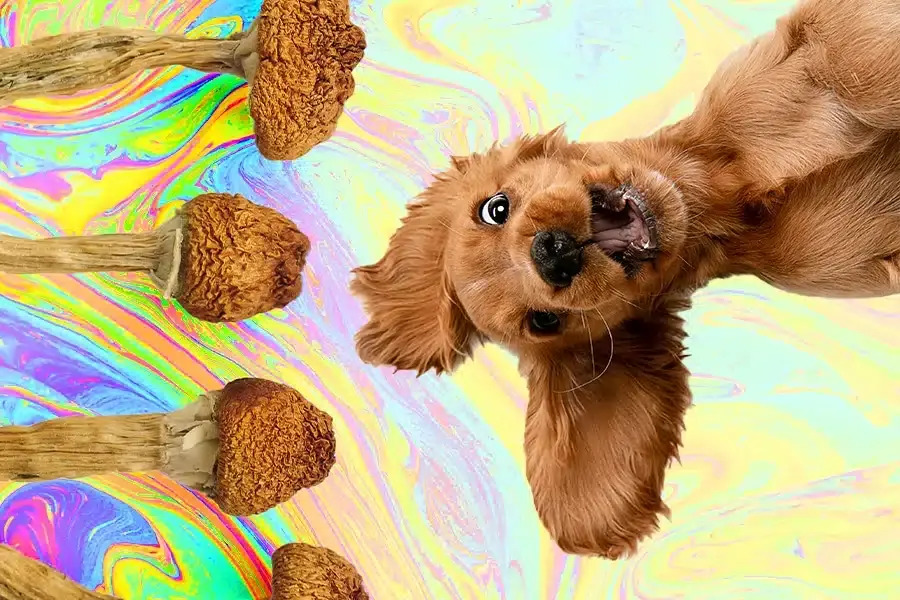 What to Do When Your Dog Chows Down a Bag of Shrooms?
