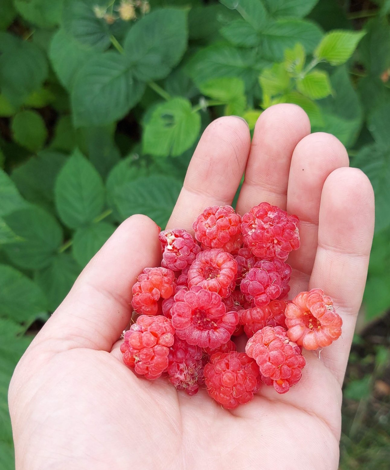 Red Raspberry