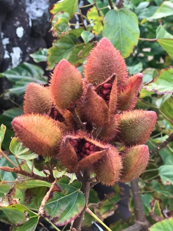 Achiote Seeds Make the Best Guam Red Rice