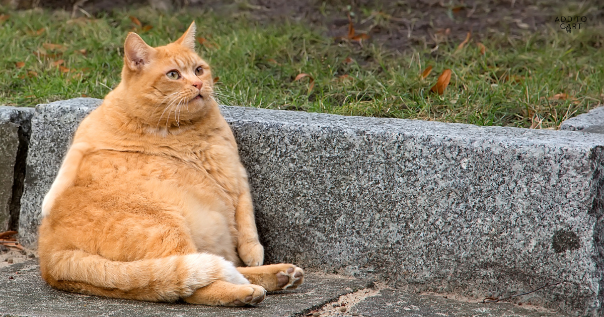 Woolworths' time to clean the litter tray 😼